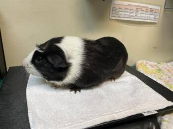 Rescue Guinea Pig Guinea Pigs for Adoption in Pasadena, California - MILO | PetCurious